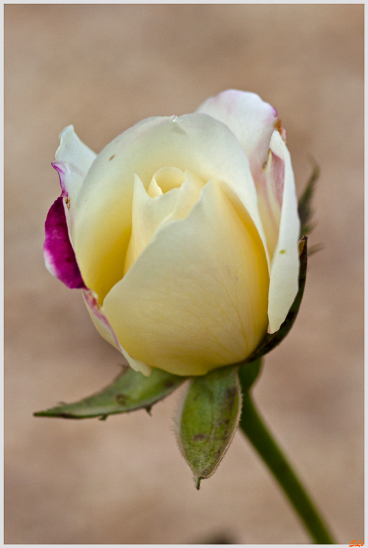 Double Delight ( 800_IGP5093 )