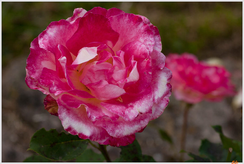Double Delight ( 800_IGP5096 )