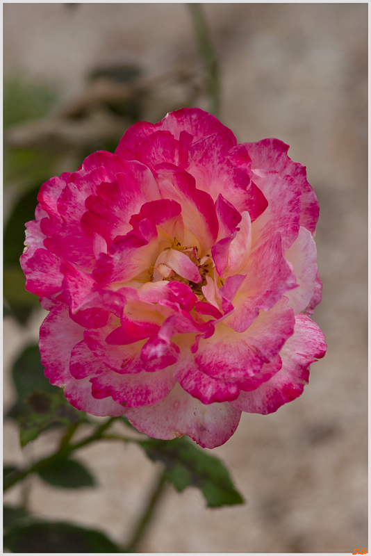 Double Delight ( 800_IGP5097 )