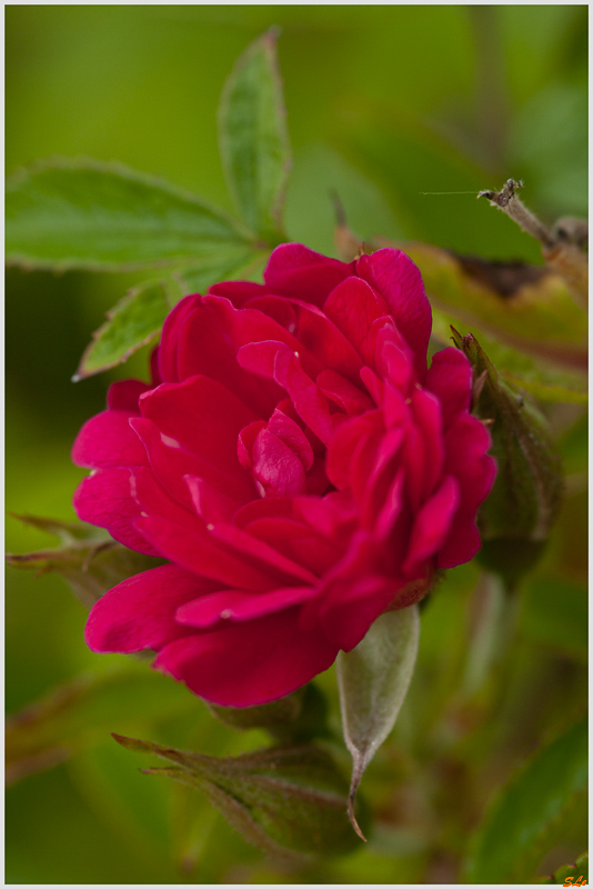 Red Grootendorst ( 800_IGP5108 )