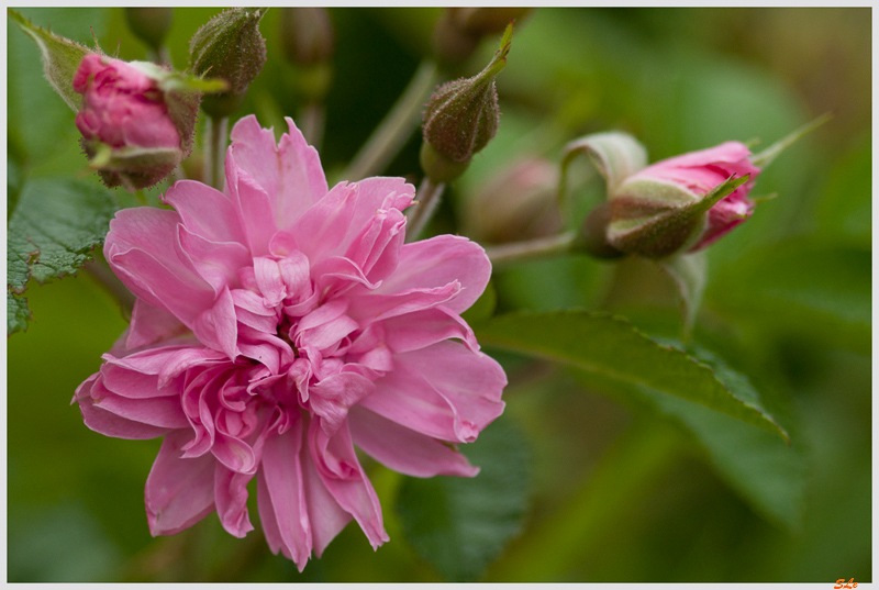 Pink  Grootendorst ( 800_IGP5112 )