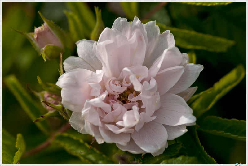 White Grootendorst ( 800_IGP5122 )