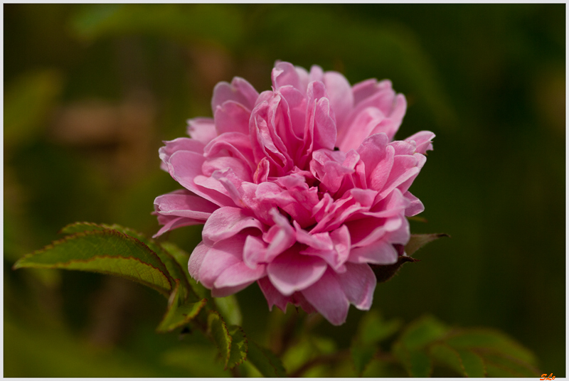 Pink  Grootendorst ( 800_IGP5128 )