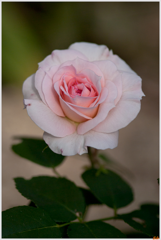 Bel ami ( 800_IGP5129 )