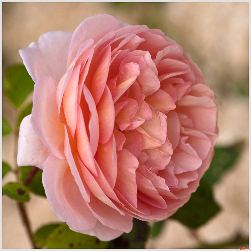 Abraham Darby ( 800_IGP5134 )