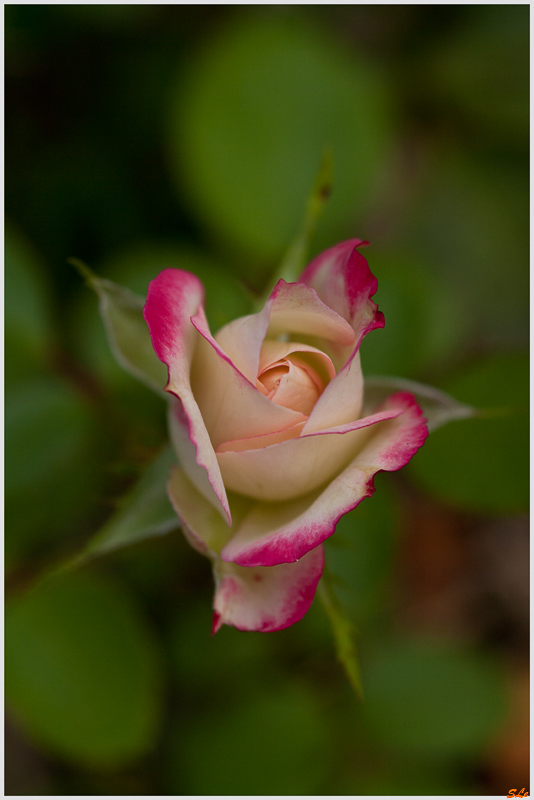 jubilé prince de Monaco ( 800_IGP5143 )