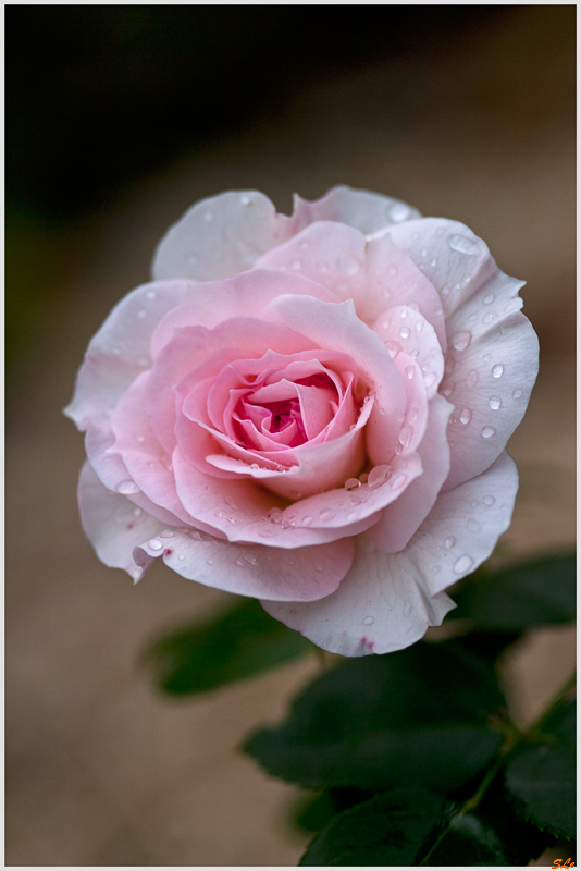 Bel ami ( 800_IGP5205 )
