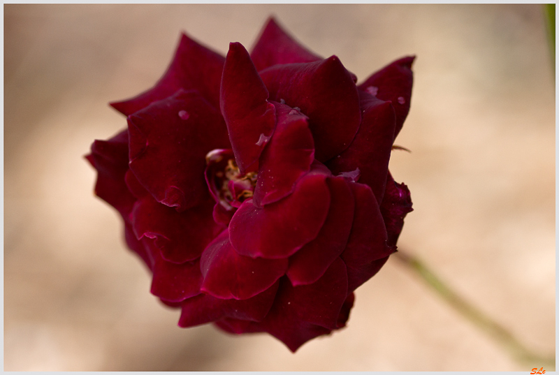 BlacK Baccara ( 800_IGP5228 )