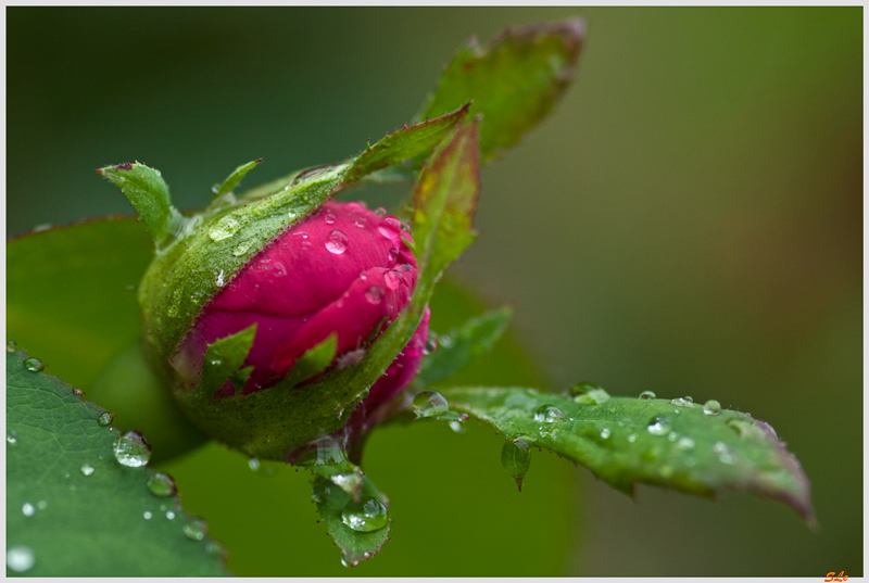 Rose de Rescht ( 800_IGP5240 )