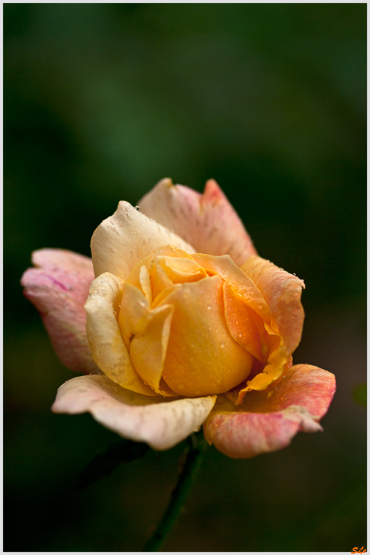 Sutter gold ( 800_IGP5241 )