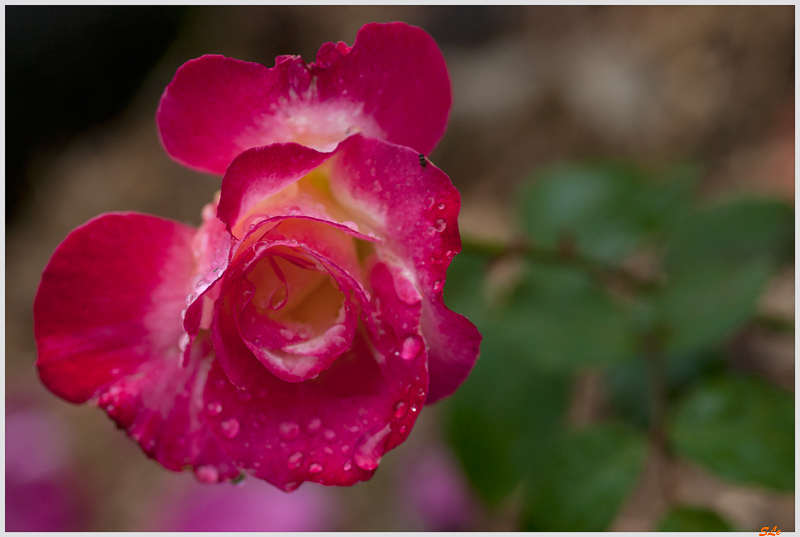 Double Delight ( 800_IGP5243 )