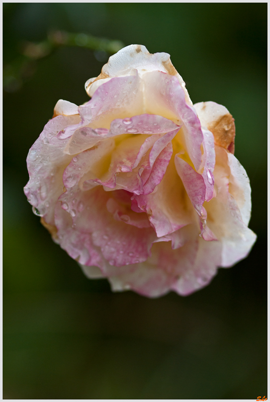 Double Delight ( 800_IGP5247 )