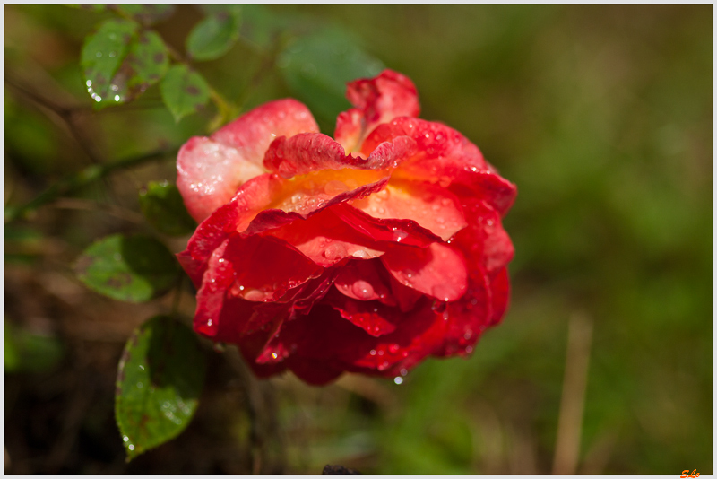 Orange inconnu ( 800_IGP5258 )