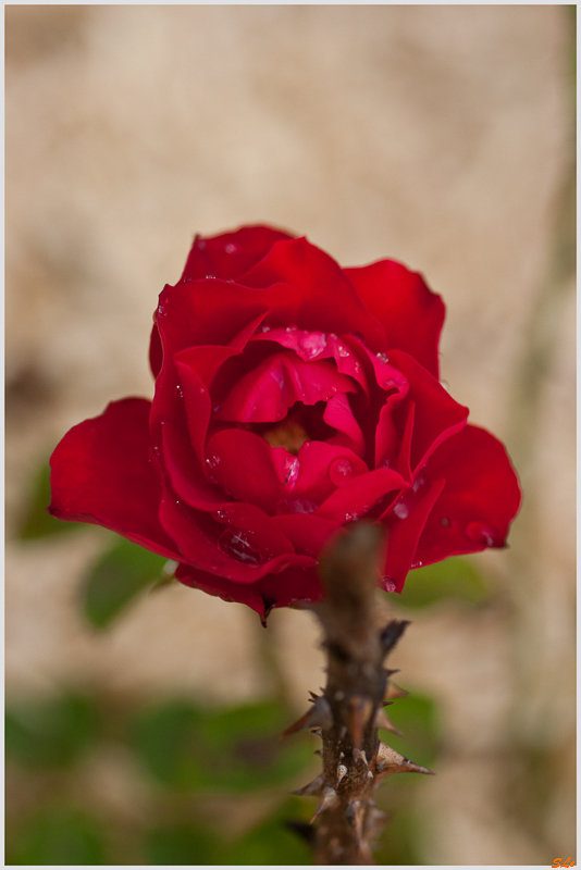 Prestige de Bellegarde ( 800_IGP5260 )