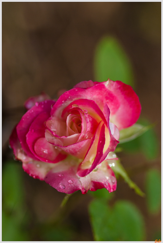 Double Delight ( 800_IGP5267 )