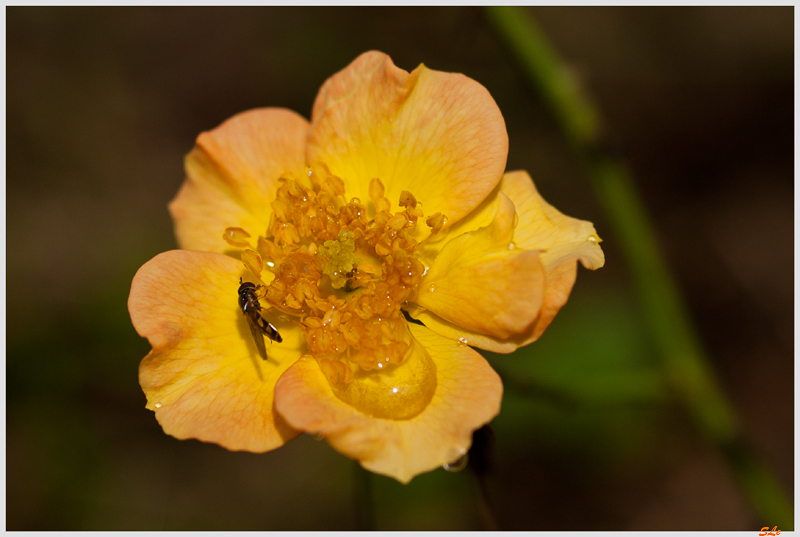 Euphoria ( 800_IGP5273 )