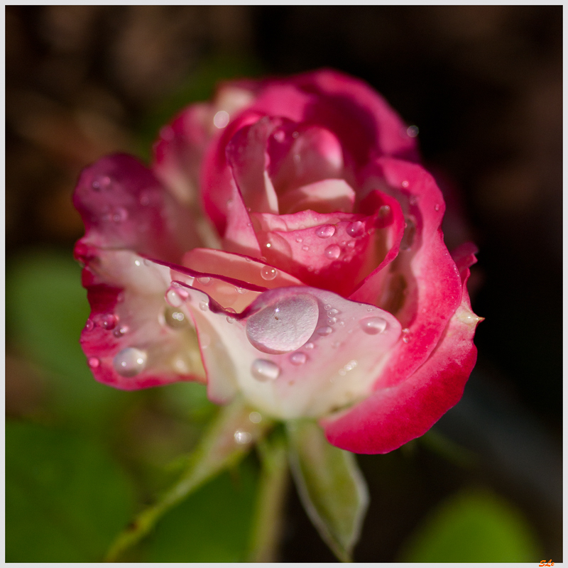 Double Delight ( 800_IGP5277 )