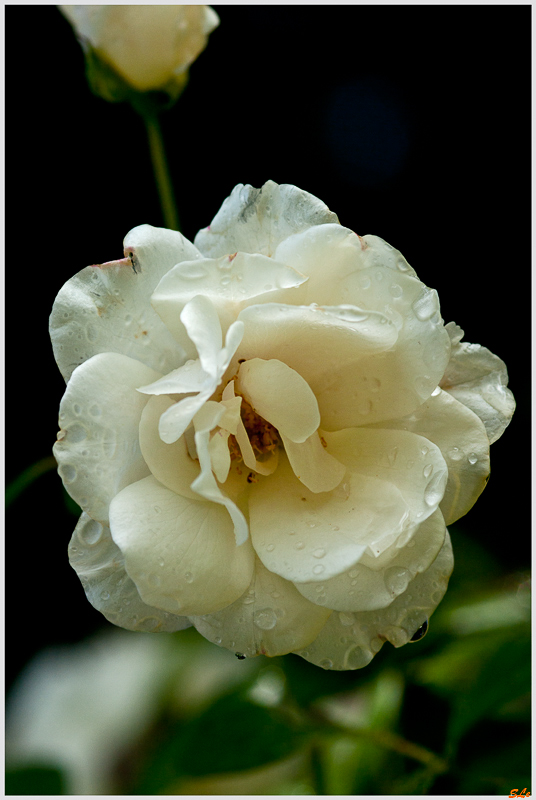 Iceberg ( 800_IGP5291 )
