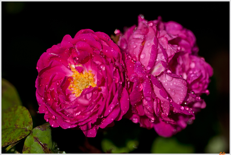 Rose de Rescht ( 800_IGP5300 )