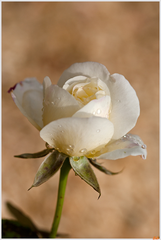 Double Delight ( 800_IGP5302 )