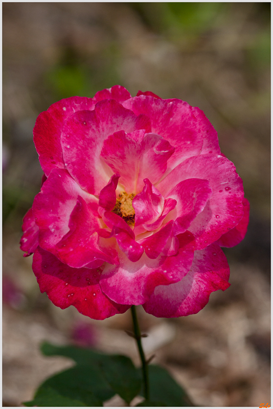 Double Delight ( 800_IGP5319 )