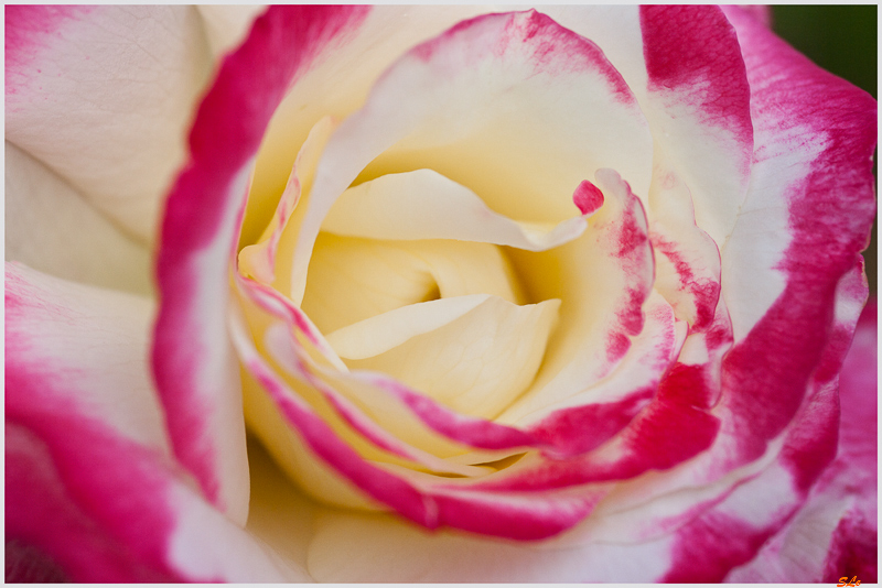 Double Delight ( 800_IGP5320 )