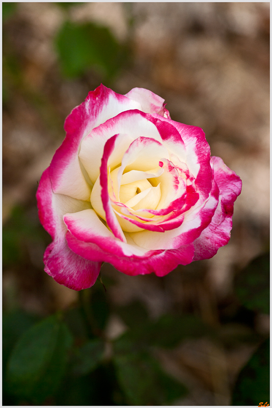 Double Delight ( 800_IGP5321 )