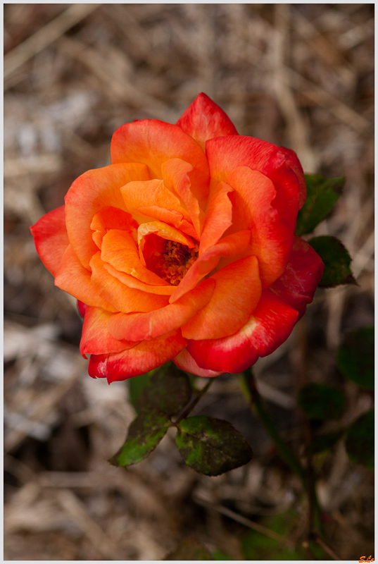 Orange inconnu ( 800_IGP5335 )