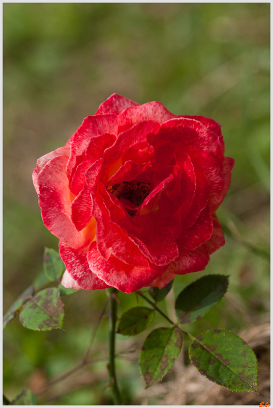  ( 800_IGP5339 )