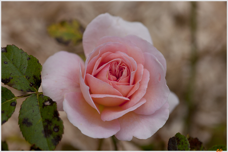  ( 800_IGP5346 )