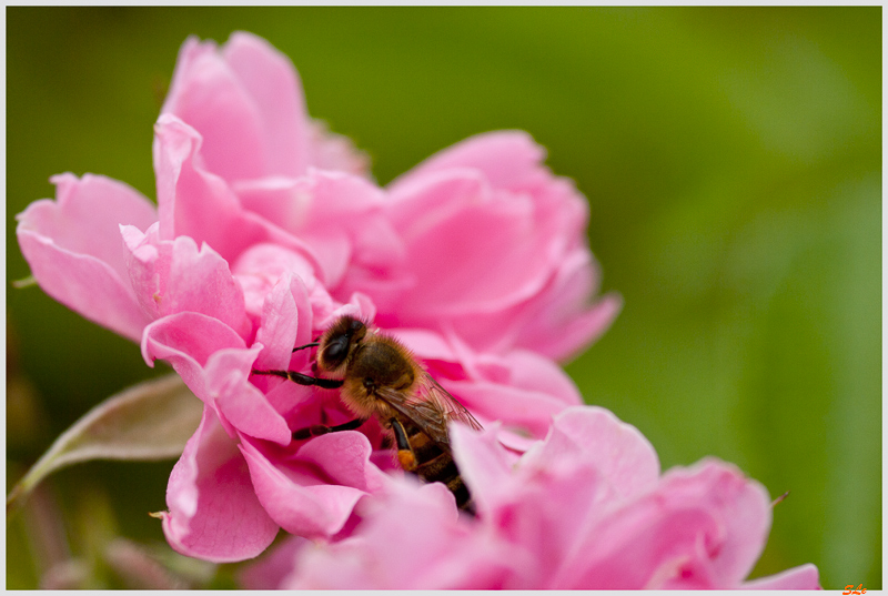 Pink Grootendorst ( 800_IGP5360 )