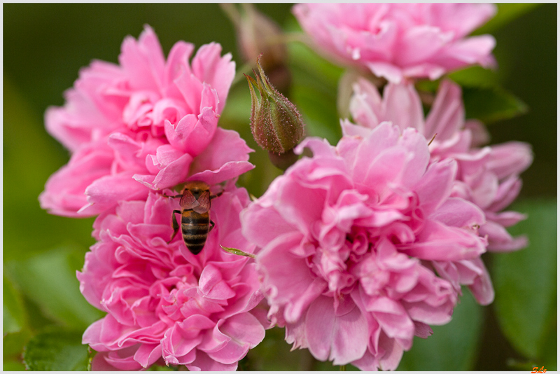 Pink  Grootendorst ( 800_IGP5363 )