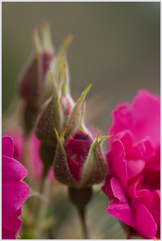 Red Grootendorst ( 800_IGP5368 )