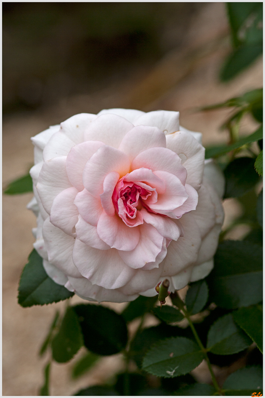 Bel ami ( 800_IGP5376 )