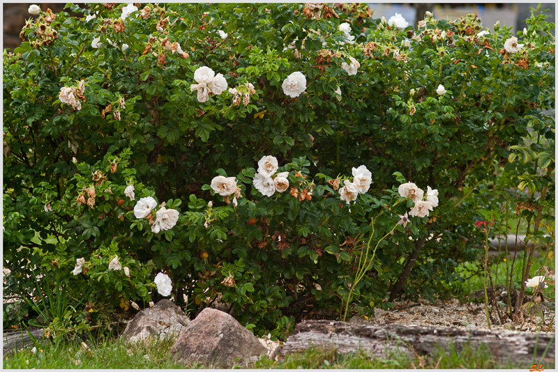 Blanc Double de Coubert ( 800_IGP5382 )