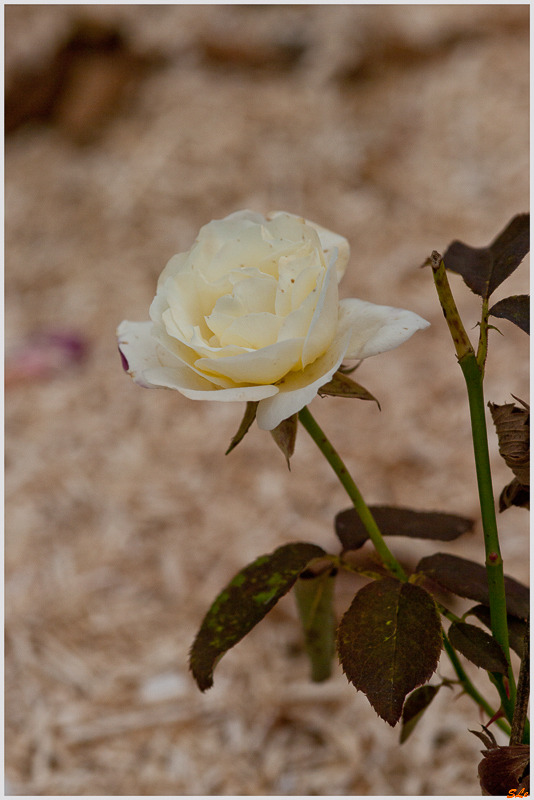 Double Delight ( 800_IGP5384 )
