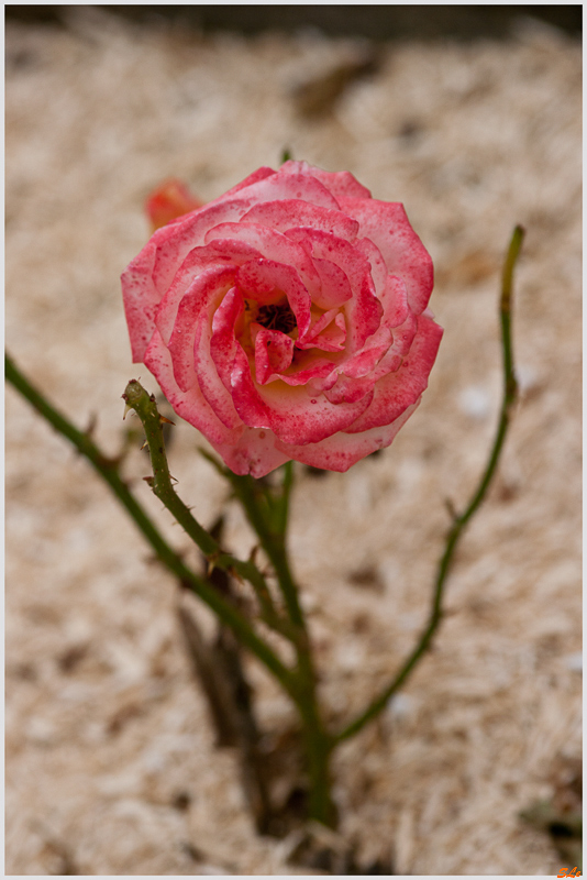 vendée Impériale ( 800_IGP5387 )