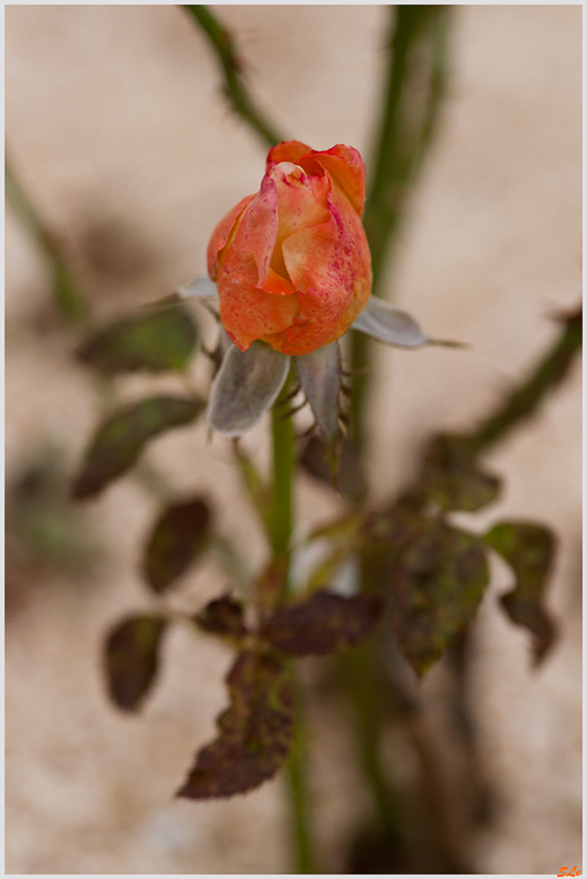Vendée Impériale ( 800_IGP5389 )