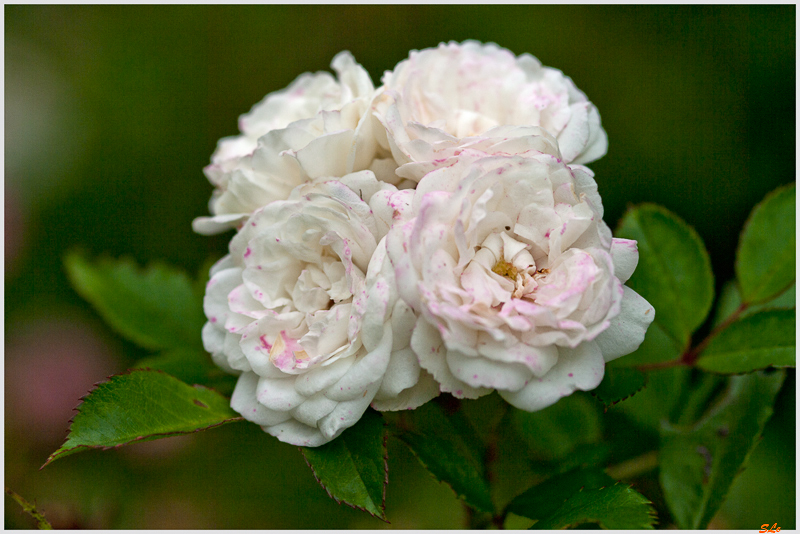  Alba Meilland ( 800_IGP5398 )