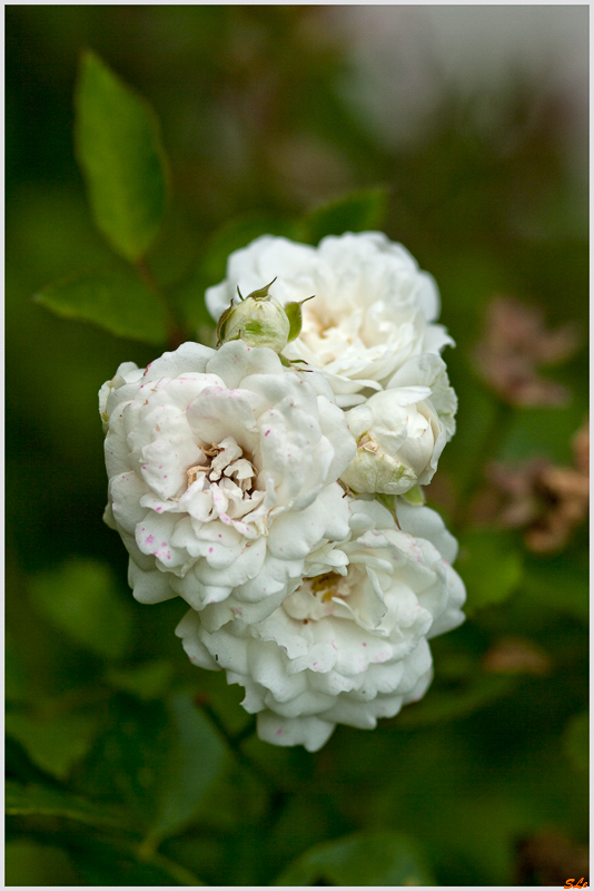 Alba Meilland ( 800_IGP5399 )
