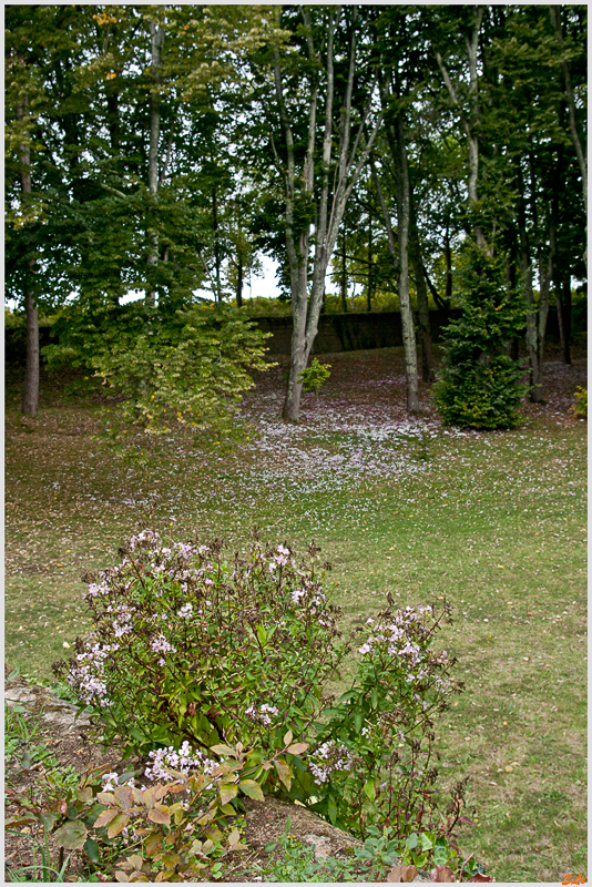 Jardin de la Chatonnière ( 800_IGP5994 )