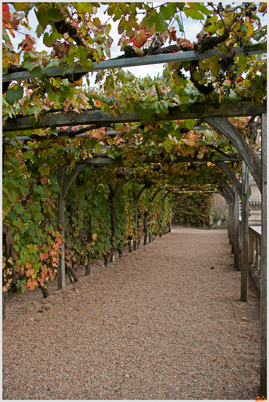 Jardin de Villandry ( 800_IGP6186 )