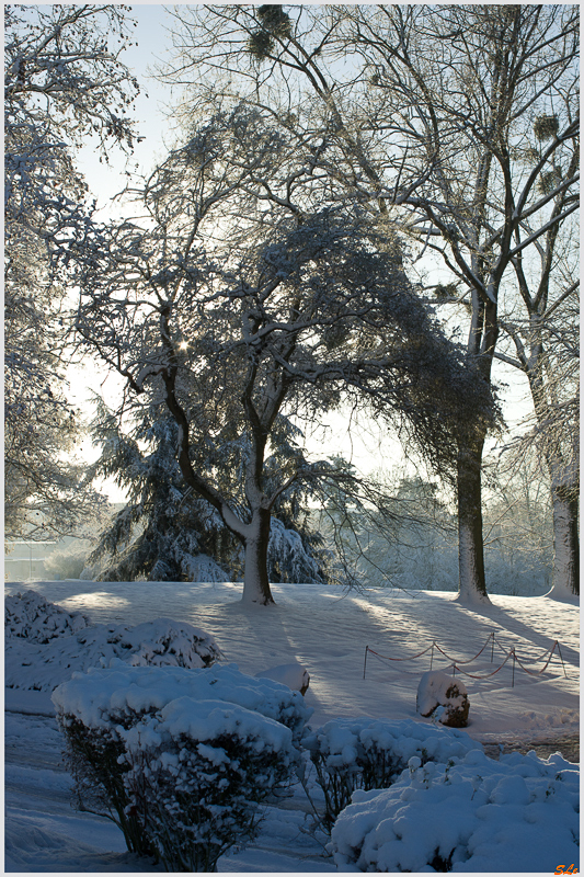 Sous la neige ( 800_IMGP7049 )