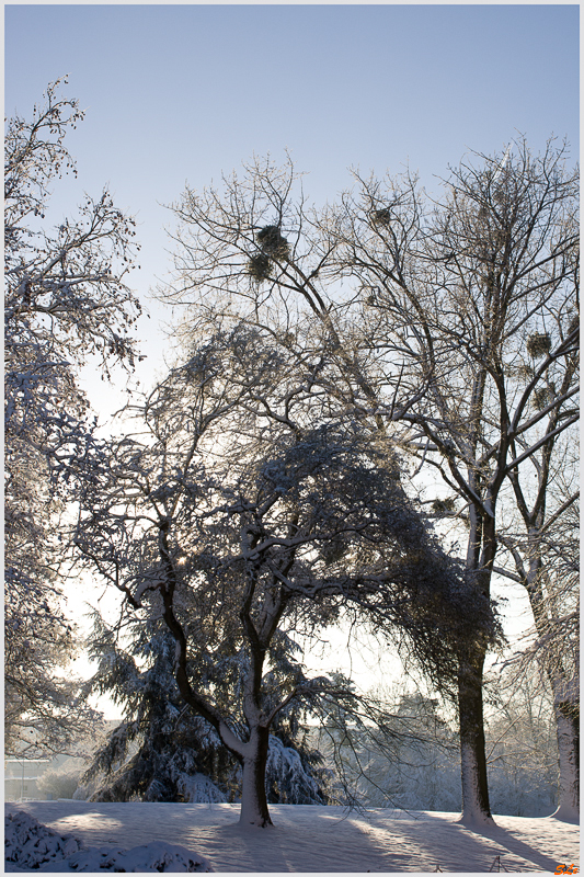 Sous la neige ( 800_IMGP7050 )