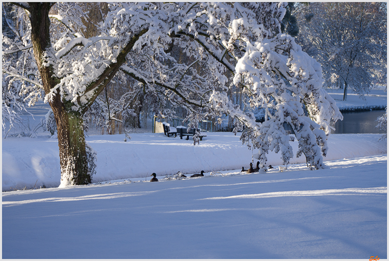 Sous la neige ( 800_IMGP7052 )
