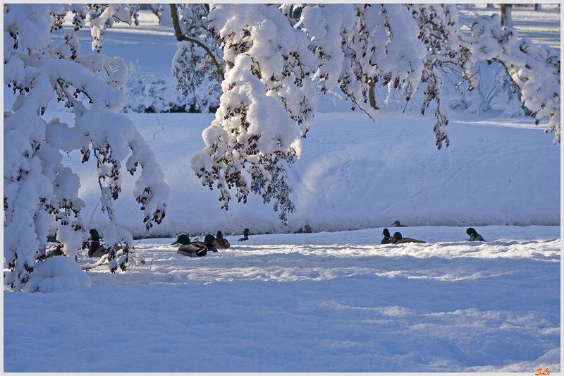 Sous la neige ( 800_IMGP7054 )
