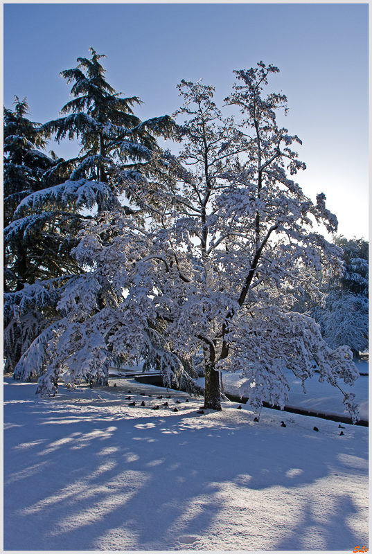 Sous la neige ( 800_IMGP7057 )