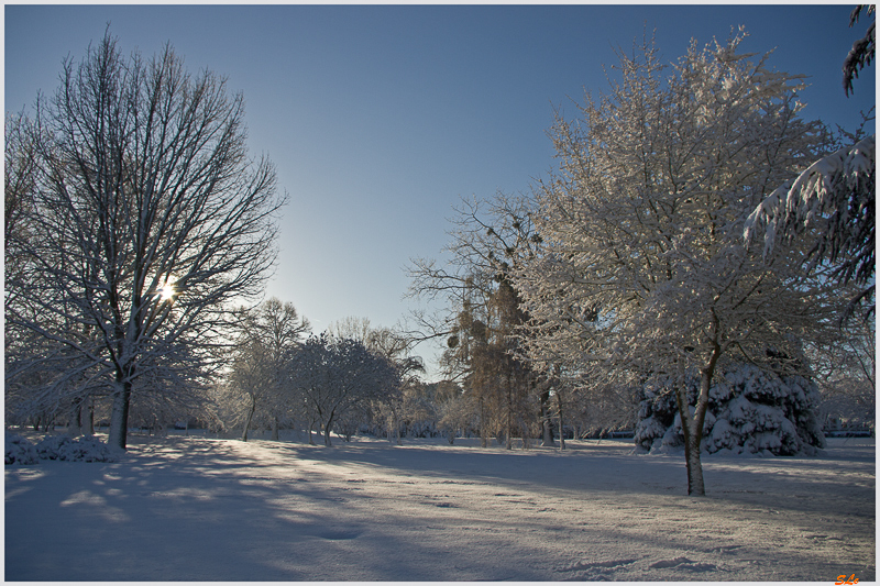 Sous la neige ( 800_IMGP7073 )