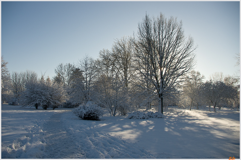 Sous la neige ( 800_IMGP7074 )