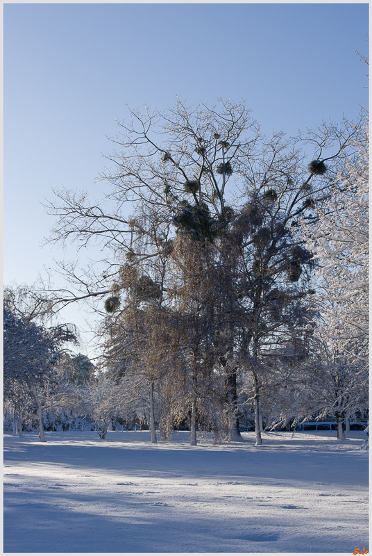Sous la neige ( 800_IMGP7076 )